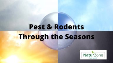 Pests & Rodent Control in Florida