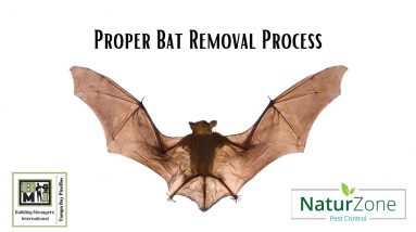 Proper Bat Removal from Structures